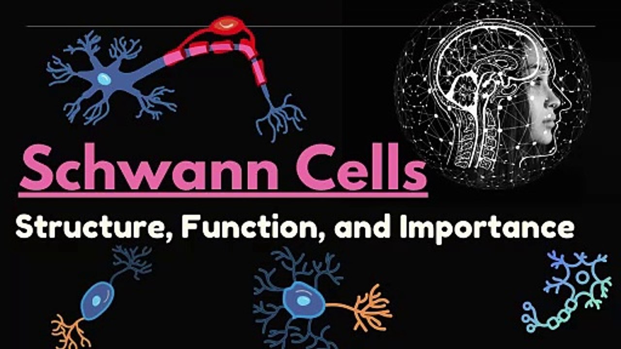 Schwann Cells Explained: Structure, Function, and Their Role in the Nervous System
