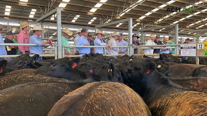 Naracoorte Christmas calf sale