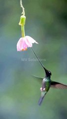 Chinese TikTok-DIY Magic: Create Something Amazing