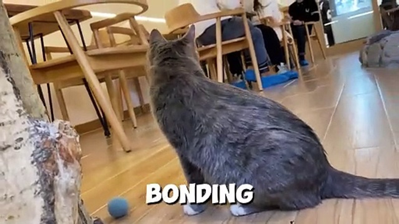 10 things to know before getting a cat