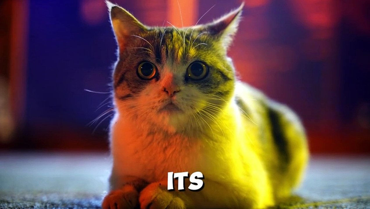 10 Signs Your Cat Might Be Cold