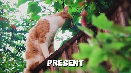 10 Signs That Your Cat Trust You