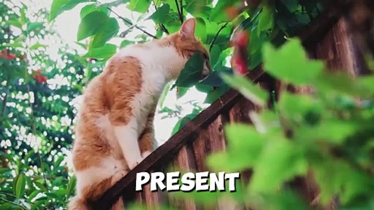 10 Signs That Your Cat Trust You