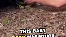 SAVING DEER! #animals #pets #animalstories #animalrescue #cute #cuteanimals #natureglobal