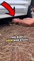SAVING DEER! #animals #pets #animalstories #animalrescue #cute #cuteanimals #natureglobal