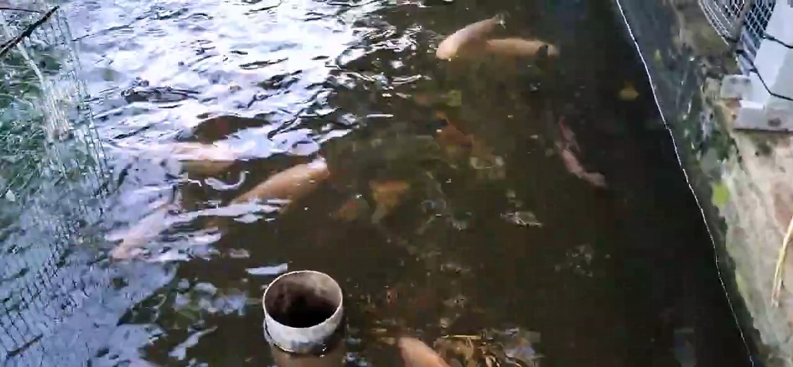 #Tilapia #Tilapiafarming Nah Tengok, inilah kolam Tilapia saya di Rumah