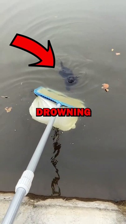 SAVING DROWNING DOG! #animals #pets #animalstories #animalrescue #cute #cuteanimals #natureglobal
