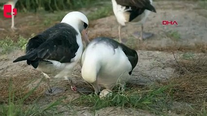 Dünyanın en yaşlı yabani kuşu 74 yaşında yumurtladı
