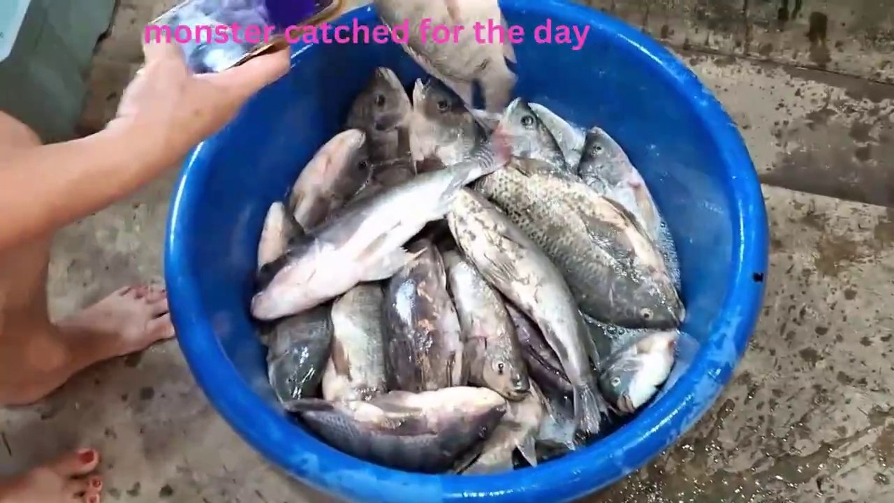 Panen Hasil Jaring Yang Luar Biasa Dengan Satu Jaring #ikanKetutu #Nilababon