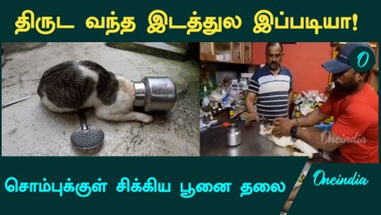 சொம்புக்குள் சிக்கிய பூனை தலை… | Viral Video | Cat Funny Video | Oneindia Tamil