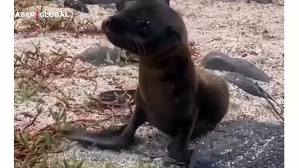 Yavru deniz aslanın çıkardığı şaşırtan ses böyle kaydedildi