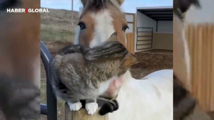 Kedinin üzgün olduğunu anlayan atın onun için yaptıkları sosyal medyayı salladı
