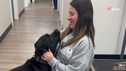 Anxious dog soon relaxes when she meets a familiar face at the vets