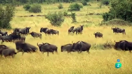 La Gran Migración: Un espectáculo de la naturaleza