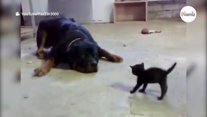 Mały kotek prowokuje rottweilera: niezwykła scena zapiera dech w piersiach!