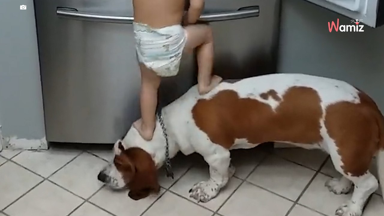 Kleinkind will den Kühlschrank öffnen: Was der Hund macht, ist zum Schießen!