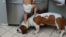 Kleinkind will den Kühlschrank öffnen: Was der Hund macht, ist zum Schießen!