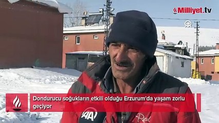 Dondurucu soğukların etkili olduğu Erzurum'da yaşam zorlu geçiyor