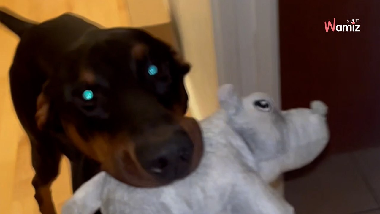 Dobermann is too friendly to be a guard dog, an...