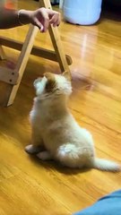 Small Dog Funny video | dog comedy viral video