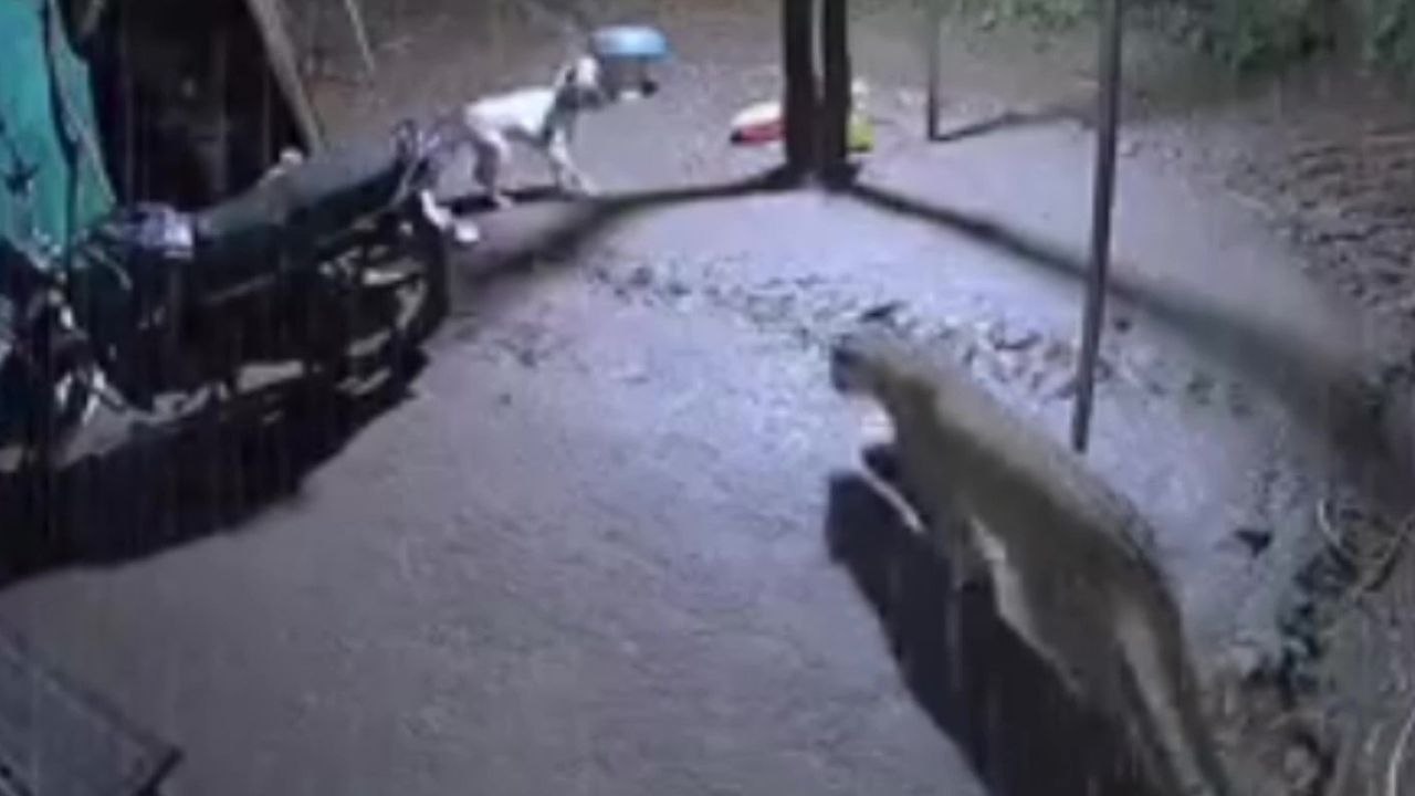 Moment, in dem ein mutiger Hund einen eindringenden Leoparden verjagt