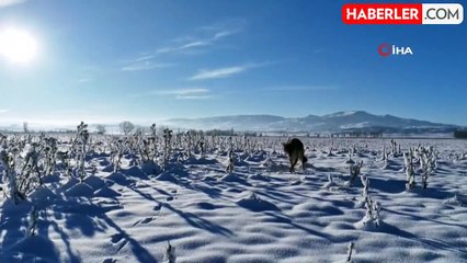 Sivaslı Vatandaşın Vahşi Kurtlara Duyarlı Davranışı
