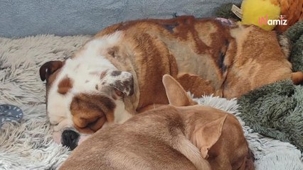 Chiot brûlé au sèche-cheveux : la propriétaire de Gordo condamnée par la justice