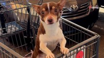 Elle trouve un chien abandonné dans un caddie : le destin va réunir deux âmes perdues (vidéo)