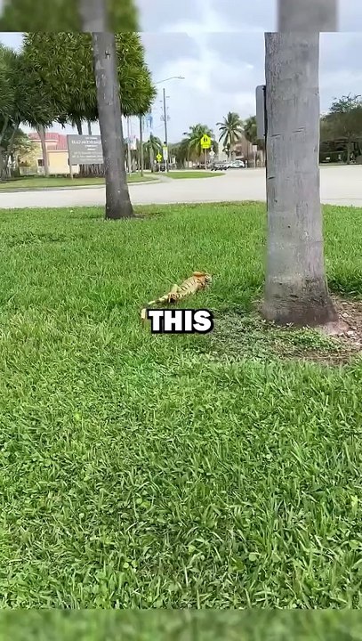IGUANA RESCUE! #animals #pets #animalstories #animalrescue #cute #cuteanimals