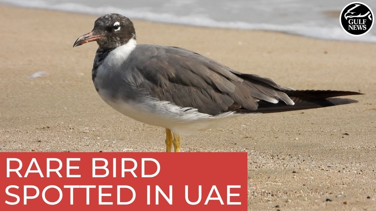 Endangered bird: Rare white-eyed gull sighted again in UAE