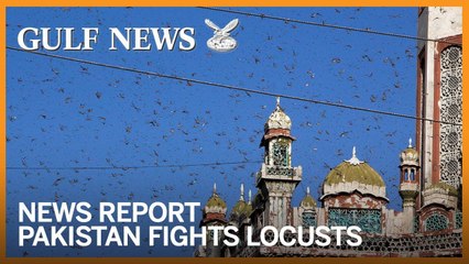 Pakistan turns locust threat into chicken feed