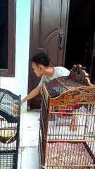 obat burung di minum