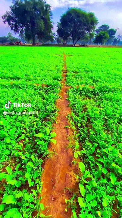 A punjab dikhwa gye