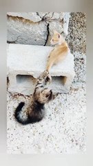 Two Kittens Playing Near A Hollow Block | kitten | cats