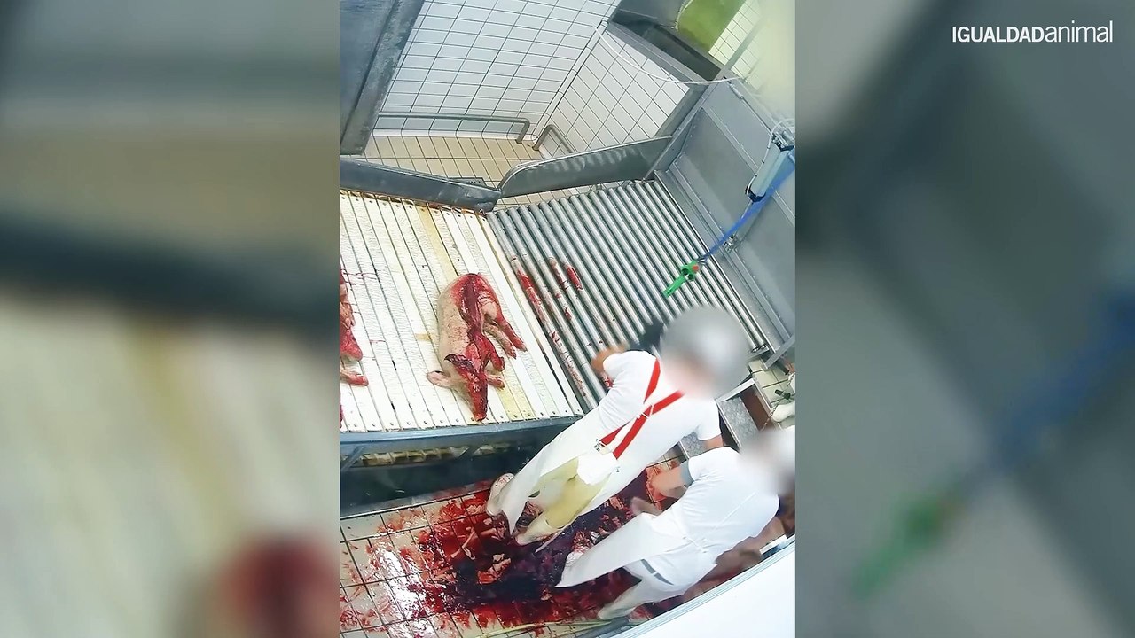 Igualdad Animal denuncia el matadero del terror de la empresa Belli