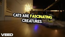 10 Amazing Facts About Cats!-VEED