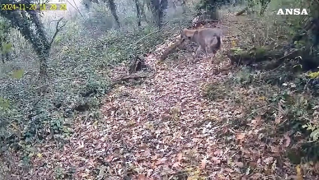 In un bosco nell'Orvietano un "ritrovo" della fauna selvatica