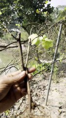 আঙ্গুরের চারা পাবেন আমাদের কাছে