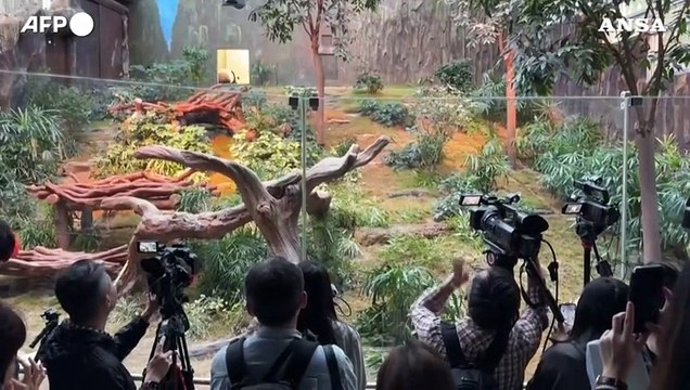 Donati da Pechino, An An e Ke Ke scoprono la loro nuova casa ad Hong Kong