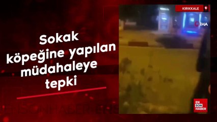 Kırıkkale'de sokak köpeğine yapılan müdahaleye tepki