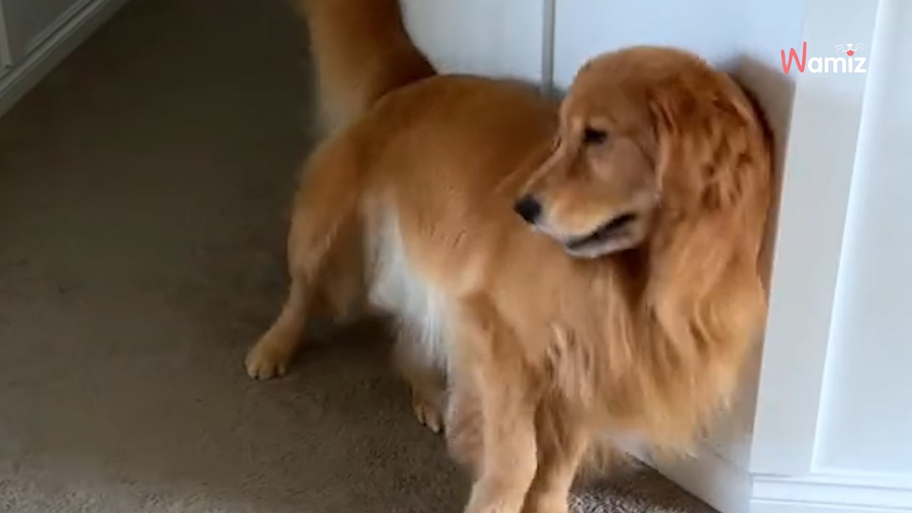 1,5 Millionen Klicks: Ihre Golden Retriever ruinieren jede Putzaktion – und das Netz liebt es!