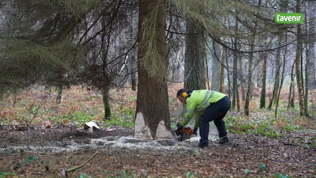 Le sapin de Noël du Palais royal est Assessois