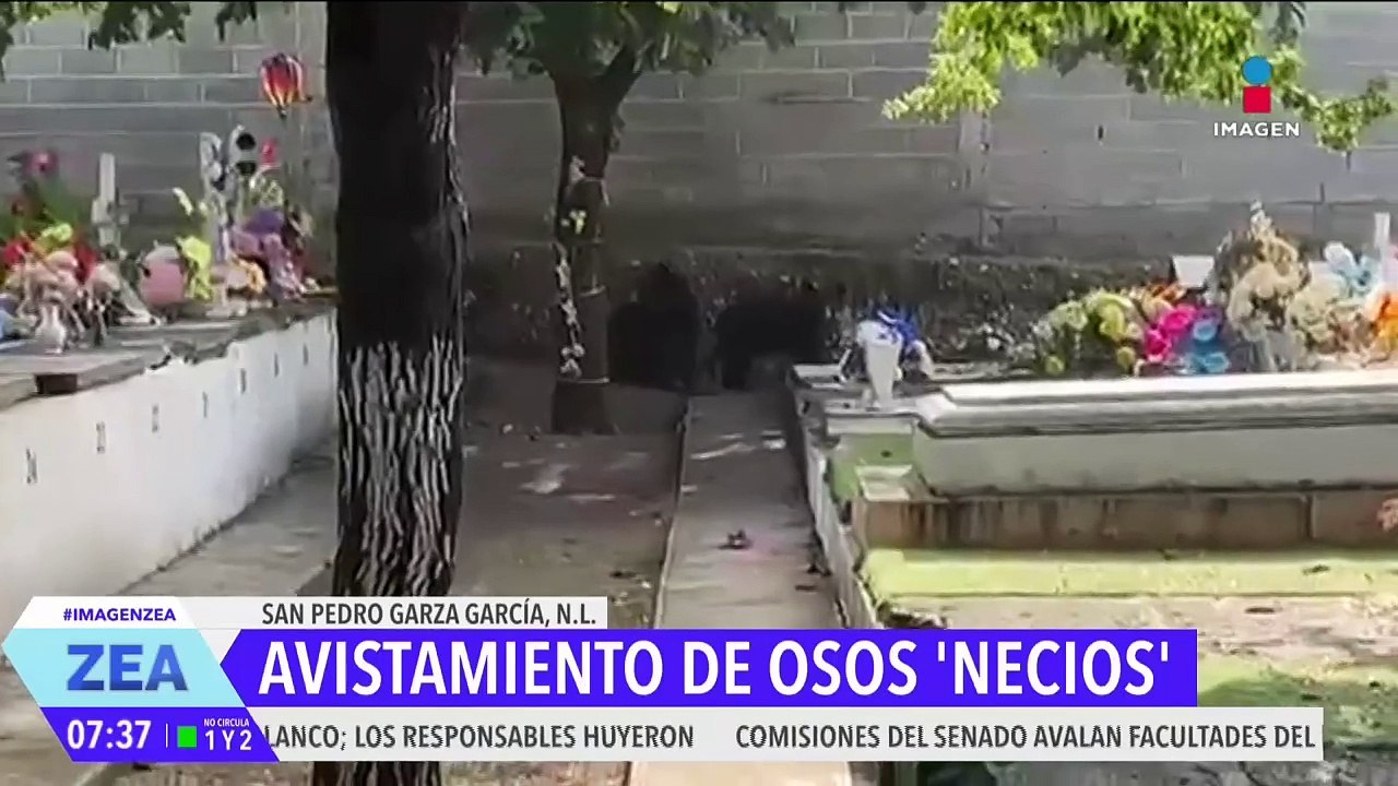 Continúan los avistamientos de osos en Nuevo León