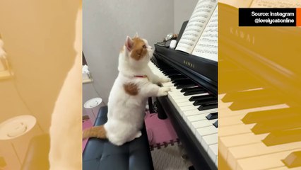 Huvittava video: Monet lemmikit soittavat pianoa, mutta vain tämä kissa lukee nuotteja