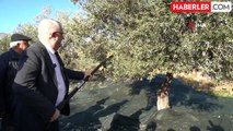 Edremit Belediye Başkanı: Zeytin Hasadında İsraf Yok