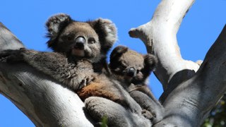 Australia acelera esfuerzos para salvar a los koalas de enfermedades como la clamidia