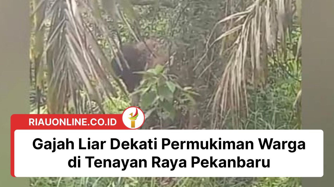Gajah Liar Dekati Permukiman Warga di Tenayan Raya Pekanbaru