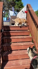 Adult Husky is teaching the new pups how to use the stairs!