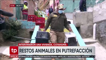 La Paz: Intervienen una casa donde hallaron gatos y perros muertos; había algunos congelados