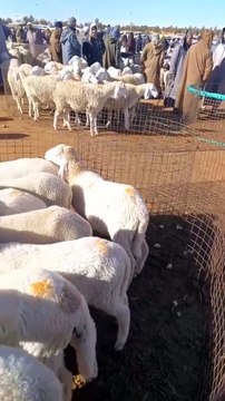 أسعار الأغنام تتراجع بشكل مفاجئ اليوم في سوق حاسي بحبح بالجلفة....شاهد